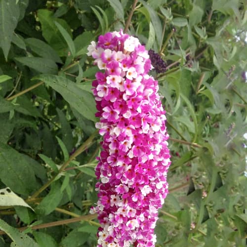 Buddleja Dawida Berries and Cream, С2 interface.art Bild 1 Buddleja Dawida Berries and Cream, С2 interface.image 1 interface.art 5461