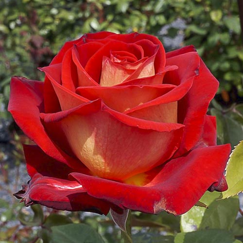 Edelrose Rosa Bicolette, root ball interface.image 1 interface.art 2106