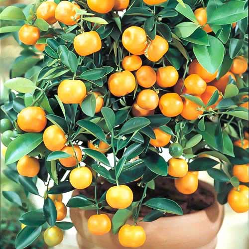 Calamondinorange Panama Orange interface.image 1 interface.art 76645