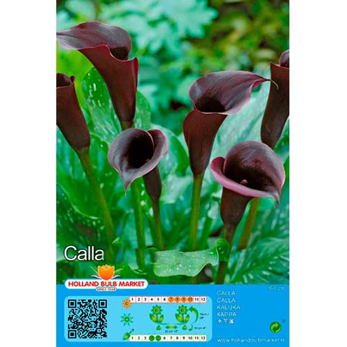 Calla Black interface.image 1 interface.art 76395