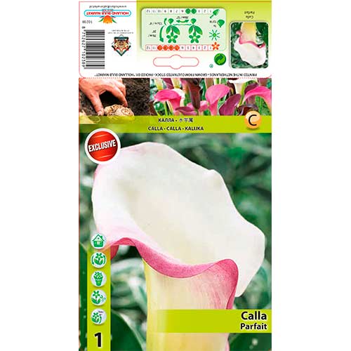 Calla Parfait interface.image 1 interface.art 76195