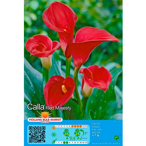 Calla Red interface.image 1 interface.art 76398