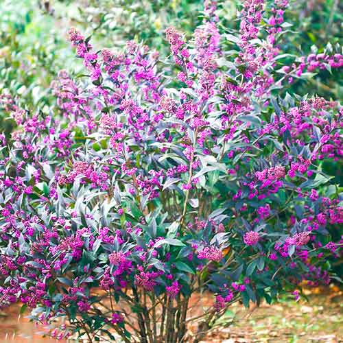 Callicarpa Pearl Glam interface.image 1 interface.art 5589