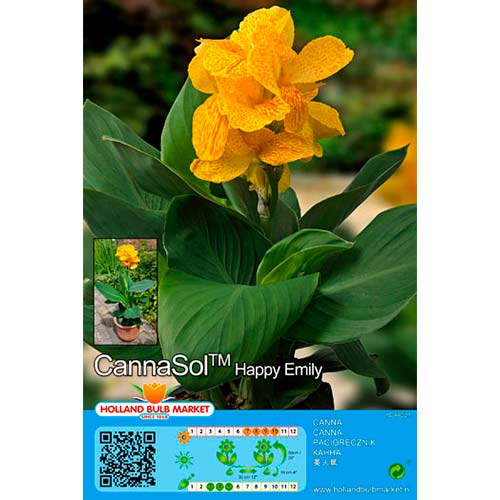 Canna Happy Emily interface.image 1 interface.art 76402