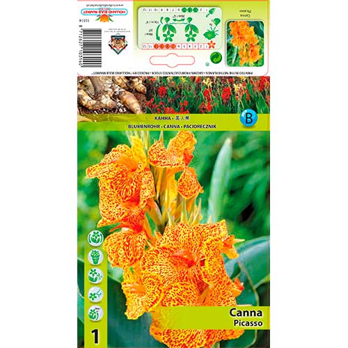 Canna Picasso interface.image 1 interface.art 76198