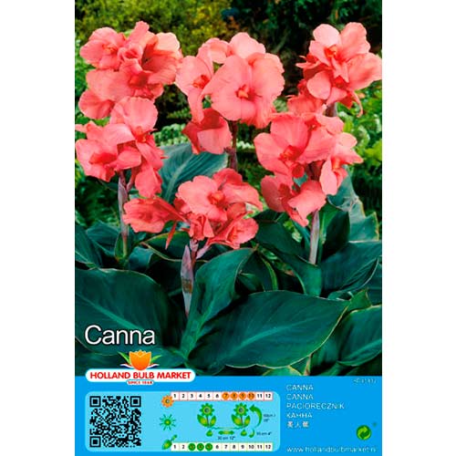 Canna Pink interface.image 1 interface.art 70462