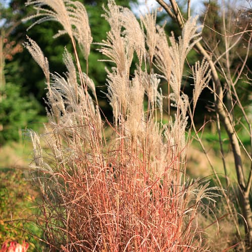 Chinaschilf (Miscanthus) Little Miss, P9 interface.art Bild 1 Chinaschilf (Miscanthus) Little Miss, P9 interface.image 1 interface.art 5868