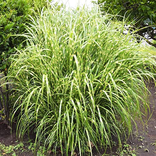 Chinaschilf (Miscanthus) Zebrinus, P9 interface.art Bild 1 Chinaschilf (Miscanthus) Zebrinus, P9 interface.image 1 interface.art 5658