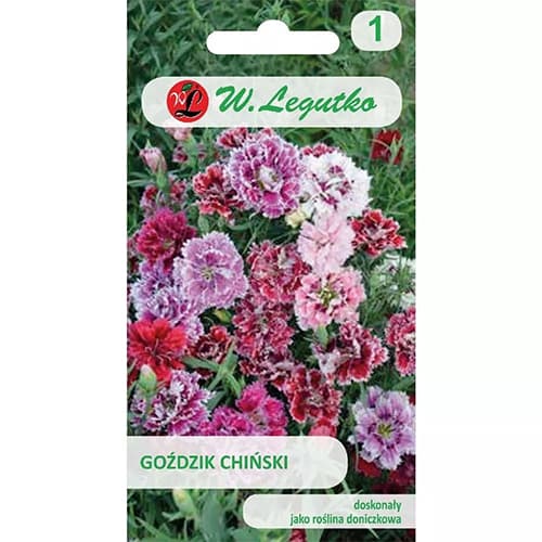 Chineser - Nelke Mischung interface.art Bild 1 Chineser - Nelke Mischung interface.image 1 interface.art 78564