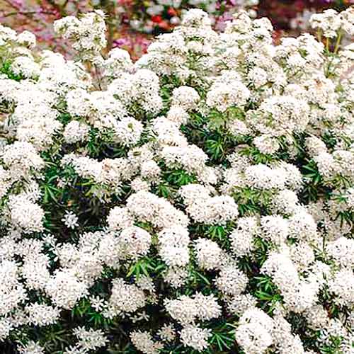 Choisya White Dazzler interface.image 1 interface.art 5594