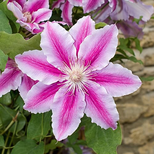 Clematis Bees Jubilee, C2 interface.art Bild 1 Clematis Bees Jubilee, C2 interface.image 1 interface.art 9661