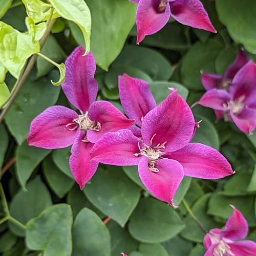 Clematis Gravetye Beauty, Р9 interface.art Bild 1 Clematis Gravetye Beauty, Р9 interface.image 1 interface.art 9662