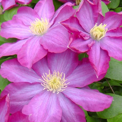 Clematis Kakio Pink Champange interface.image 1 interface.art 1554