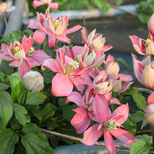 Clematis Marjorie, P9 interface.image 1 interface.art 5874