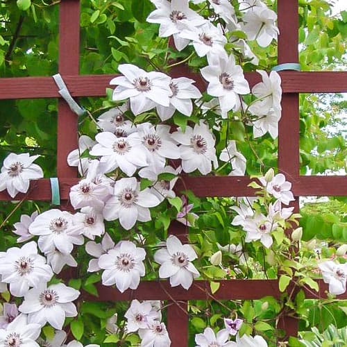 Clematis Miss Bateman interface.image 1 interface.art 9060