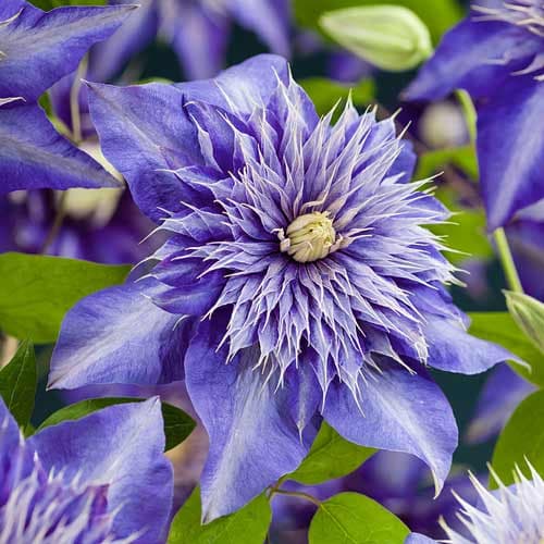 Clematis Multi Blue, P9 interface.image 1 interface.art 9050
