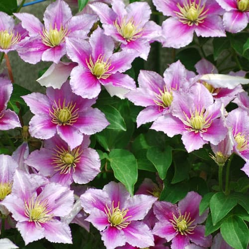 Clematis Piilu, P9 interface.image 1 interface.art 9583