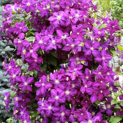 Clematis President, P9 interface.image 1 interface.art 9056