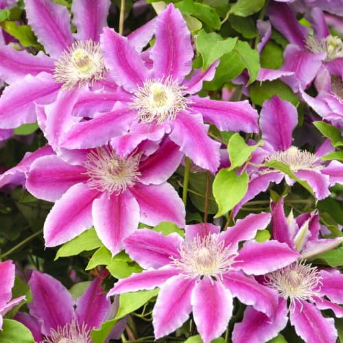 Clematis Tudor, P9 interface.image 1 interface.art 9058