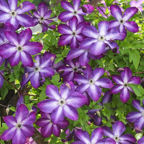 Clematis Venosa Violacea, Р9 interface.art Bild 1 Clematis Venosa Violacea, Р9 interface.image 1 interface.art 9664