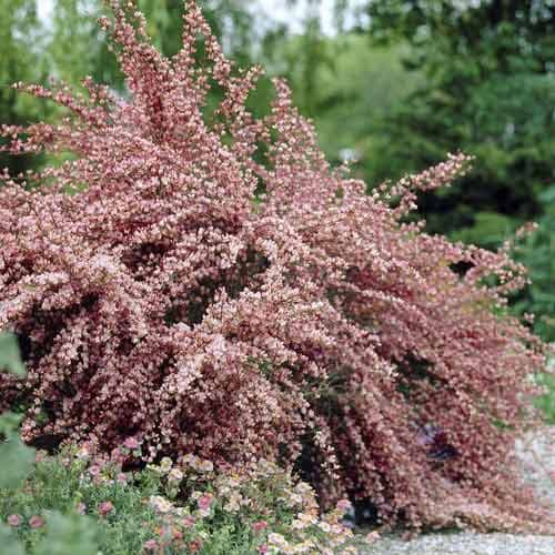 Cytisus Moyclare Pink, С2 interface.image 1 interface.art 7767