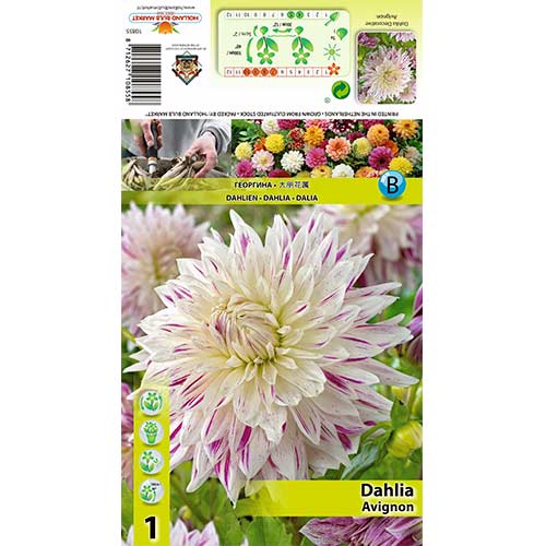 Dahlie Avignon interface.art Bild 1 Dahlie Avignon interface.image 1 interface.art 70480