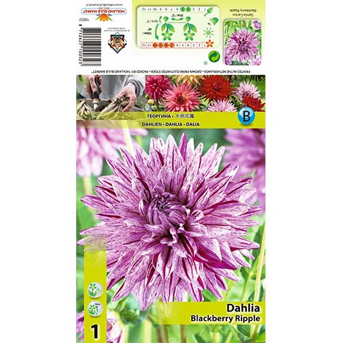 Dahlie Blackberry Ripple interface.image 1 interface.art 70370