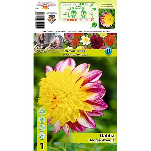 Dahlie Boogie Woogie interface.art Bild 1 Dahlie Boogie Woogie interface.image 1 interface.art 70371