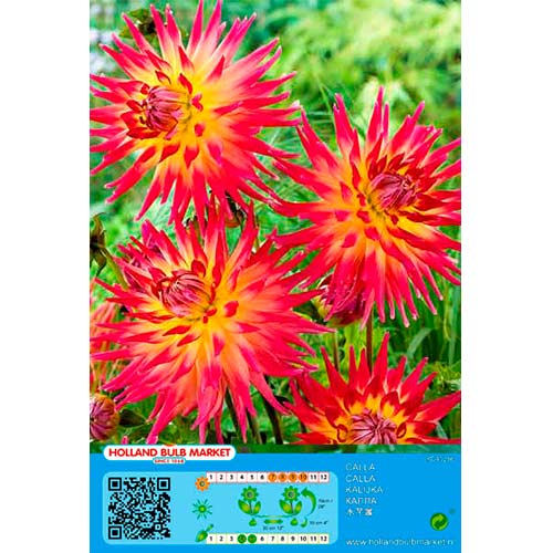 Dahlie Bora Bora interface.art Bild 1 Dahlie Bora Bora interface.image 1 interface.art 76411