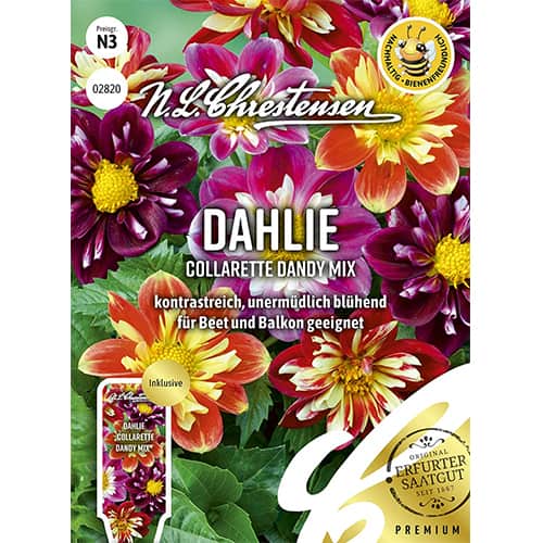 Dahlie Collarette Dandy Mix interface.image 1 interface.art 87806