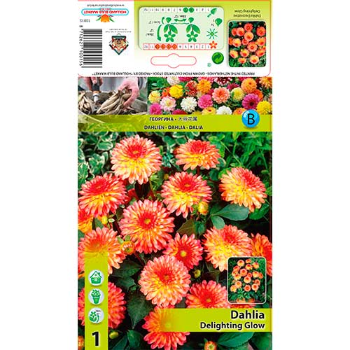 Dahlie Delighting Glow interface.art Bild 1 Dahlie Delighting Glow interface.image 1 interface.art 76566