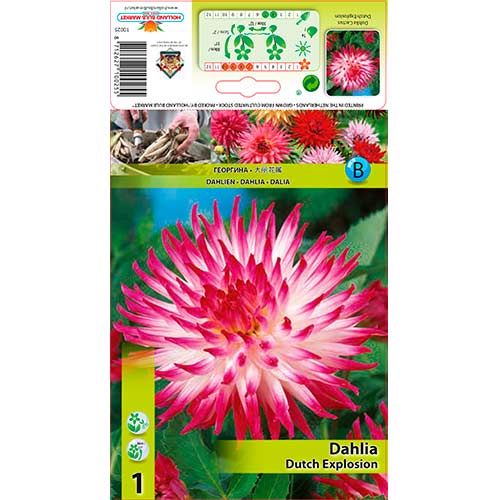 Dahlie Dutch Explosion interface.art Bild 1 Dahlie Dutch Explosion interface.image 1 interface.art 76206