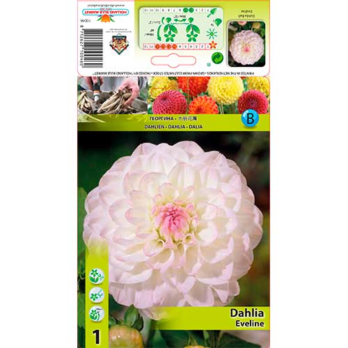 Dahlie Eveline interface.art Bild 1 Dahlie Eveline interface.image 1 interface.art 76583