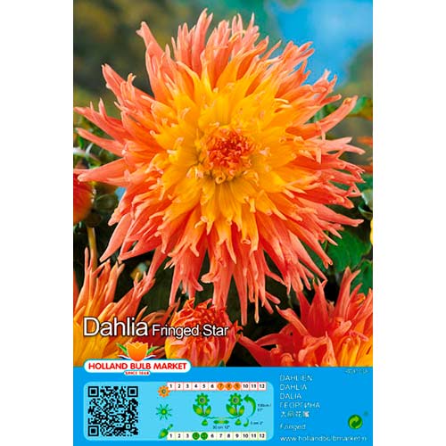 Dahlie Fringed Star interface.image 1 interface.art 76417