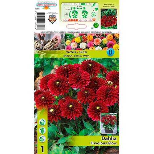 Dahlie Frivolous Glow interface.image 1 interface.art 70372