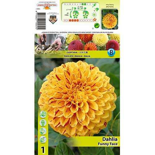 Dahlie Funny Face interface.art Bild 1 Dahlie Funny Face interface.image 1 interface.art 70483