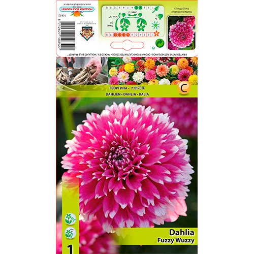 Dahlie Fuzzy Wuzzy interface.image 1 interface.art 76580