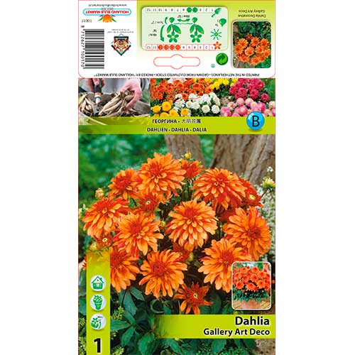 Dahlie Gallery Art Deco interface.art Bild 1 Dahlie Gallery Art Deco interface.image 1 interface.art 76207