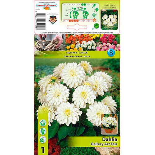 Dahlie Gallery Art Fairy interface.art Bild 1 Dahlie Gallery Art Fairy interface.image 1 interface.art 76208