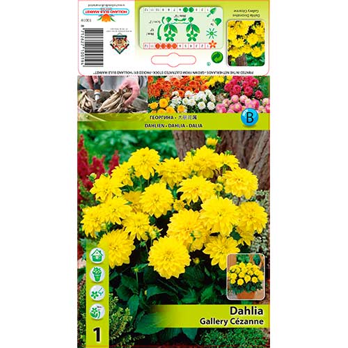 Dahlie Gallery Cezanne interface.art Bild 1 Dahlie Gallery Cezanne interface.image 1 interface.art 76562