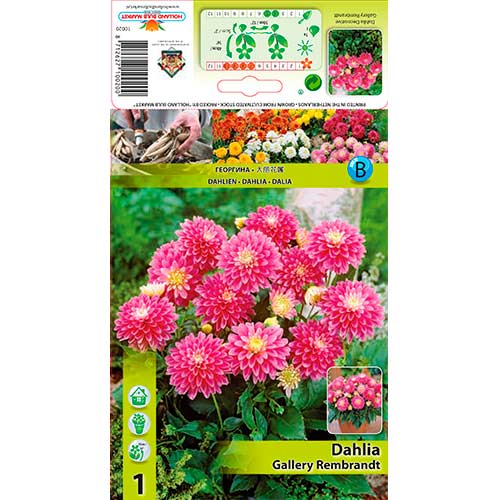 Dahlie Gallery Rembrandt interface.art Bild 1 Dahlie Gallery Rembrandt interface.image 1 interface.art 76209