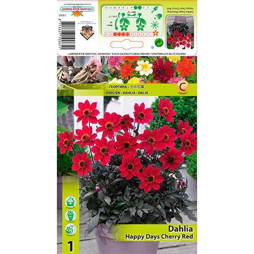 Dahlie Happy Days Cherry Red interface.art Bild 1 Dahlie Happy Days Cherry Red interface.image 1 interface.art 76210
