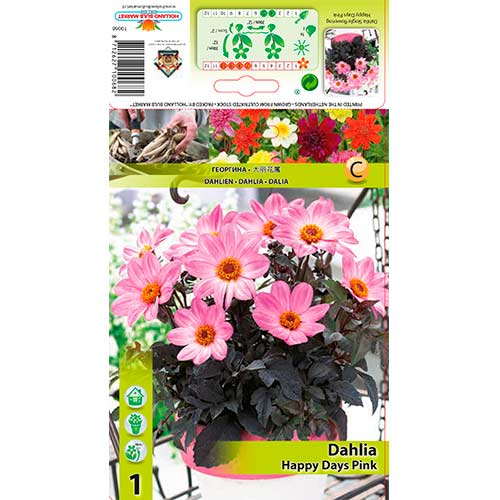 Dahlie Happy Days Pink interface.art Bild 1 Dahlie Happy Days Pink interface.image 1 interface.art 76212