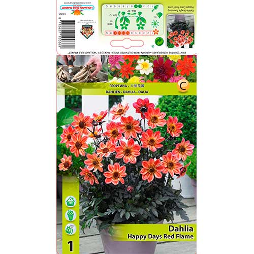 Dahlie Happy Days Red Flame interface.art Bild 1 Dahlie Happy Days Red Flame interface.image 1 interface.art 76213