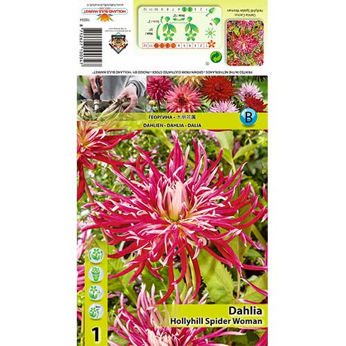 Dahlie Hollyhill Spider Woman interface.image 1 interface.art 70375