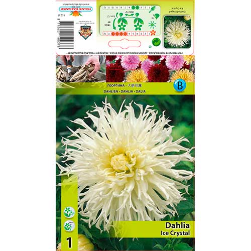 Dahlie Ice Crystal interface.image 1 interface.art 76560