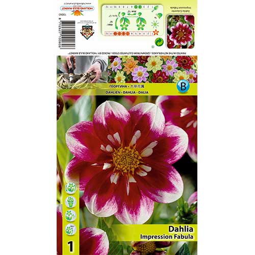 Dahlie Impression Fabula interface.image 1 interface.art 70376