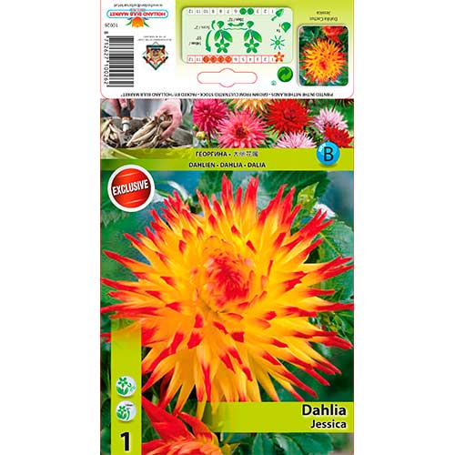 Dahlie Jessica interface.art Bild 1 Dahlie Jessica interface.image 1 interface.art 76565