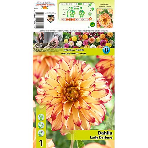 Dahlie Lady Darlene interface.art Bild 1 Dahlie Lady Darlene interface.image 1 interface.art 70377