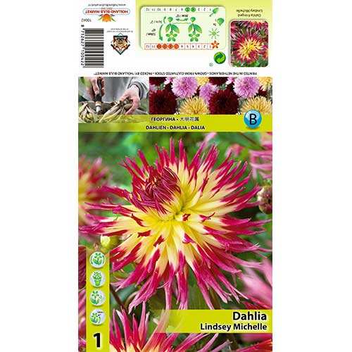 Dahlie Lindsay Michelle interface.image 1 interface.art 70378